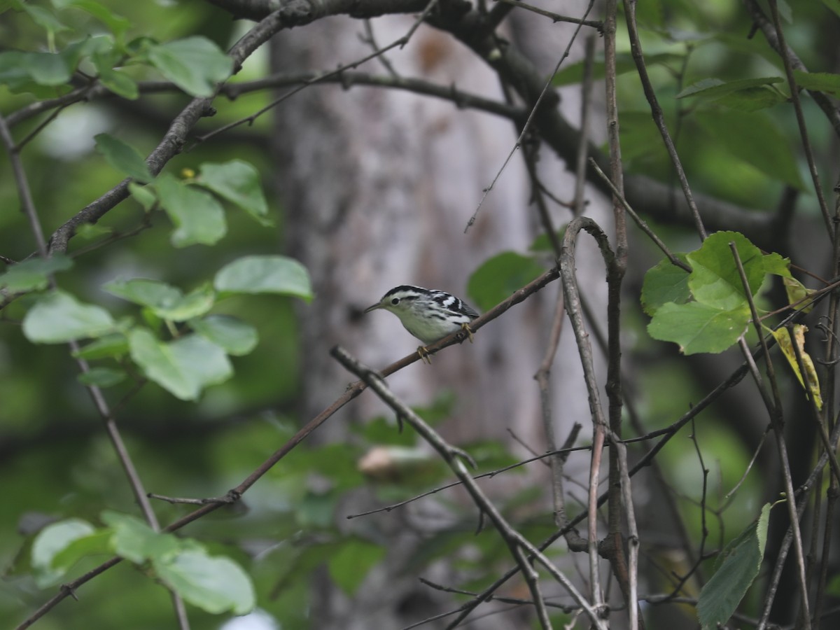 Black-and-white Warbler - ML644403674