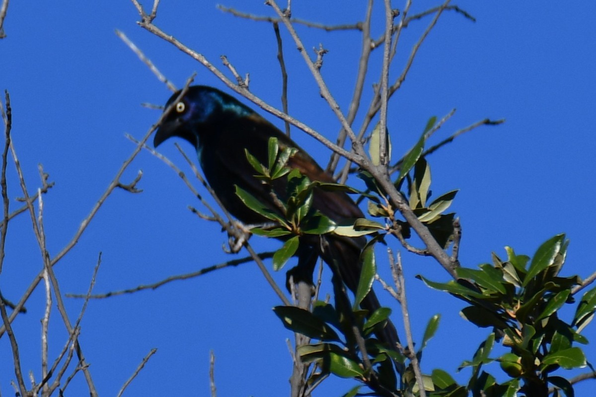 Quiscale bronzé - ML644403676