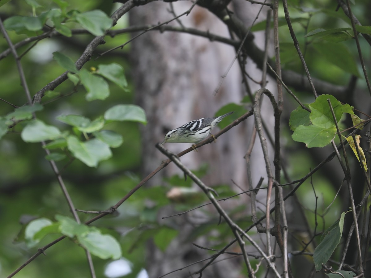 Black-and-white Warbler - ML644403677
