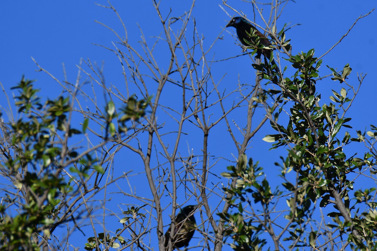 Quiscale bronzé - ML644403678