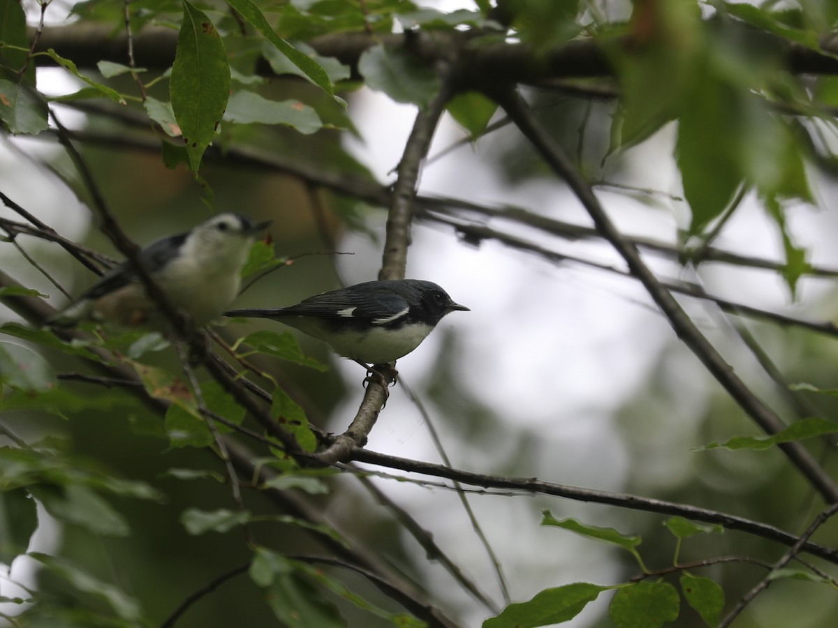 Black-throated Blue Warbler - ML644403681
