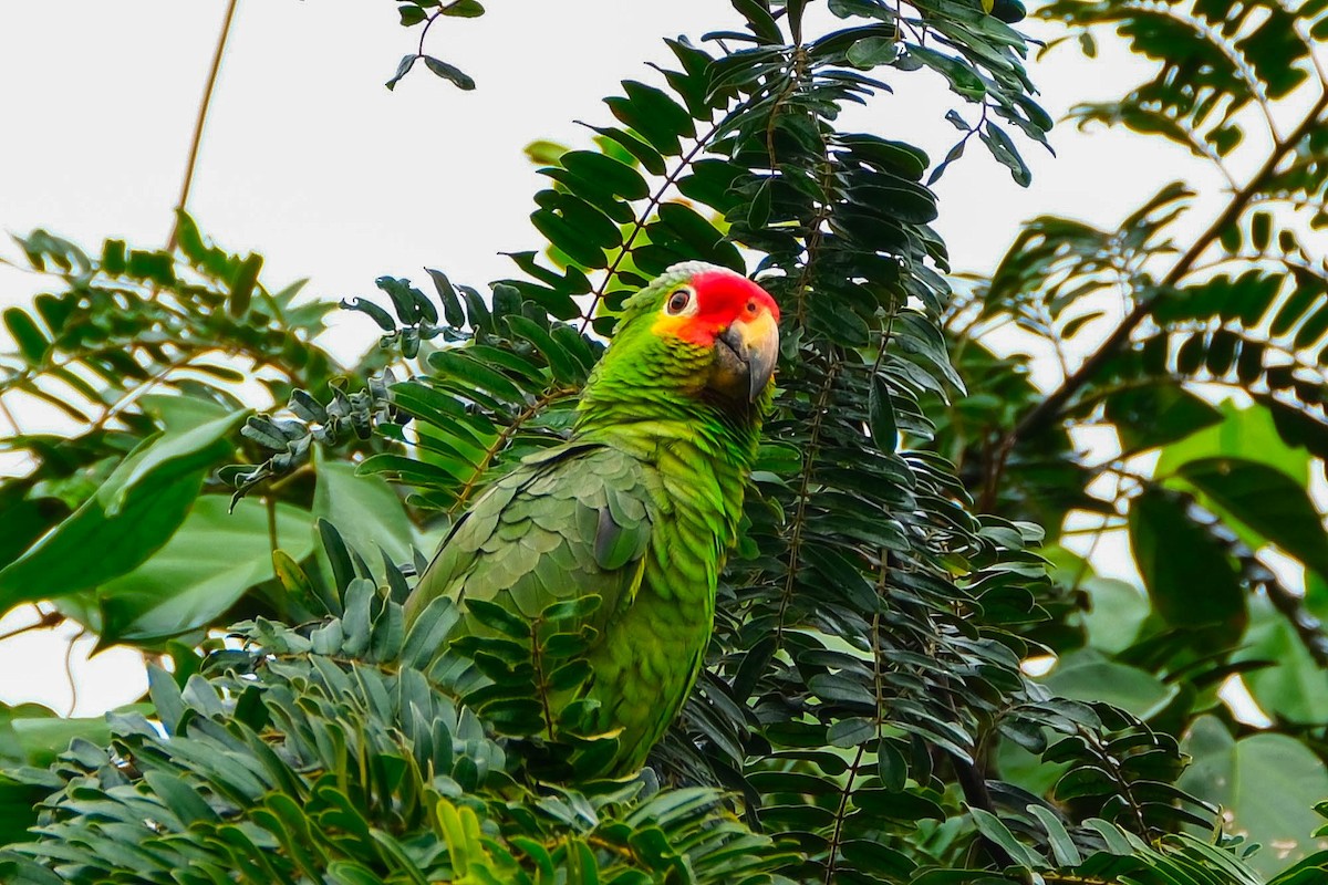 Белоголовый амазонет - ML644403682