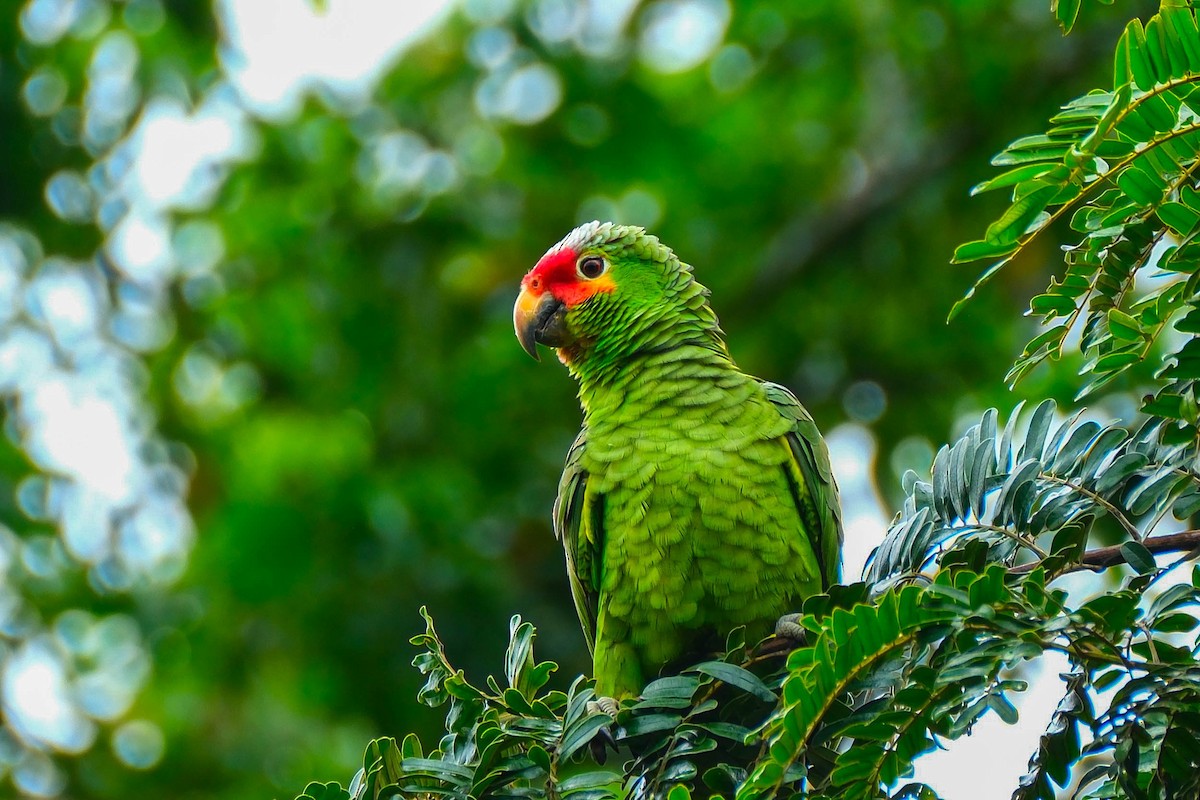 Белоголовый амазонет - ML644403683