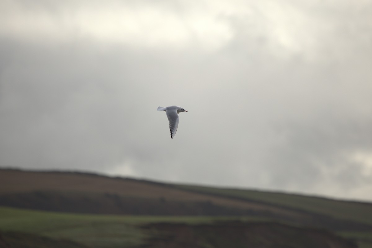 ユリカモメ - ML644403684