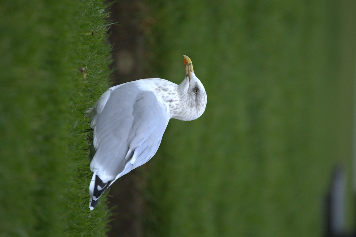 ヨーロッパセグロカモメ - ML644403690