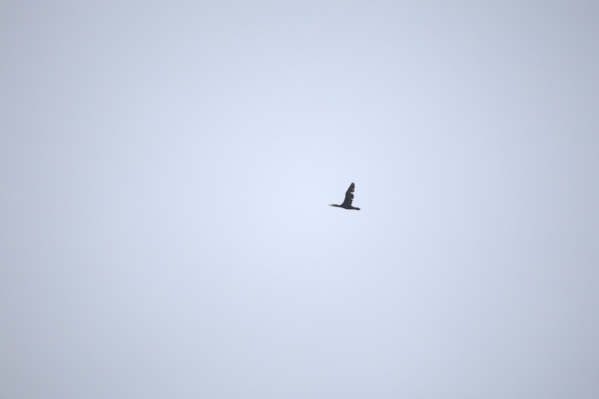 storskarv - ML644403698