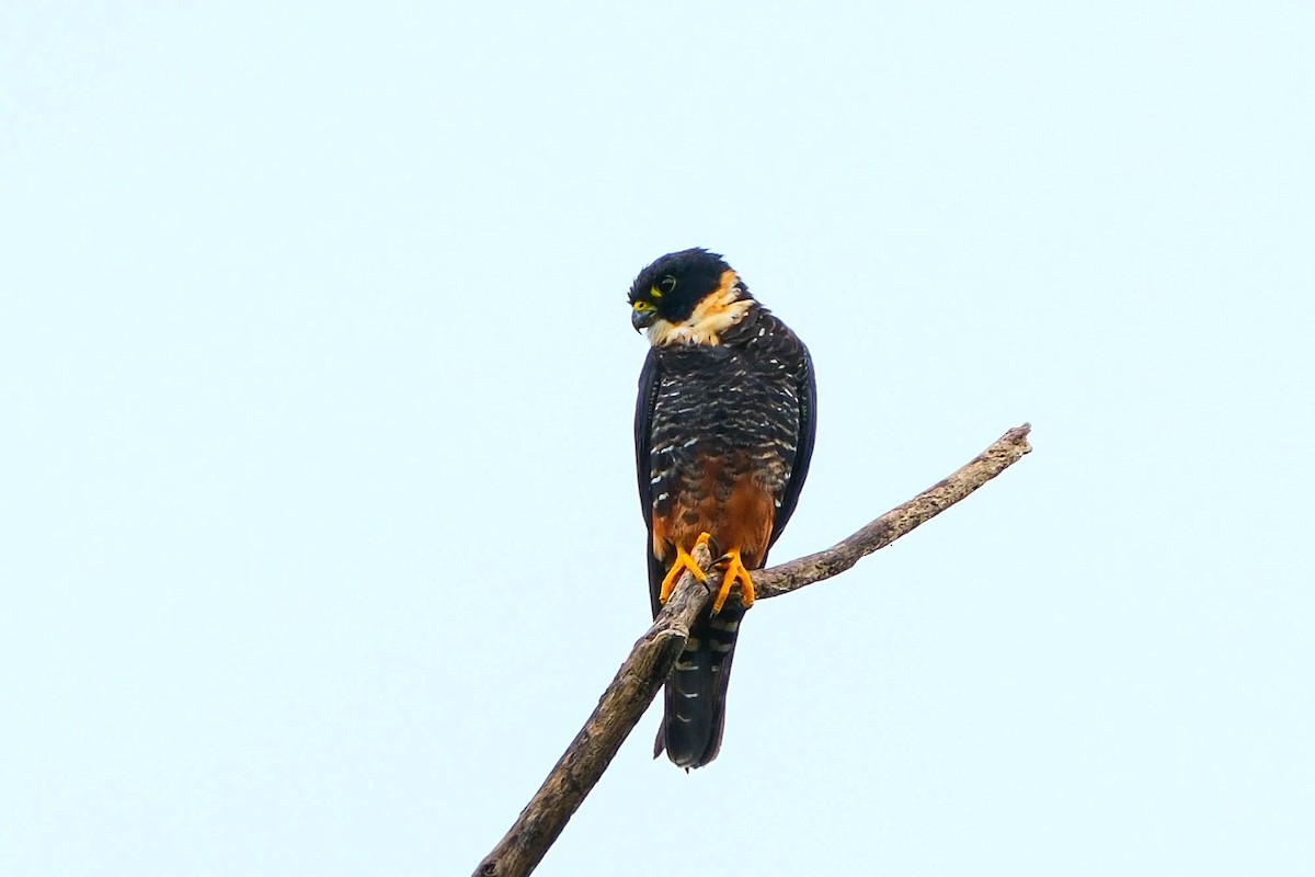 Bat Falcon - Andrew Dressel