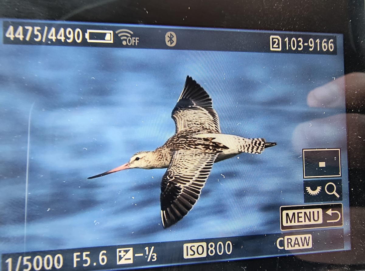 斑尾鷸 - ML644403726