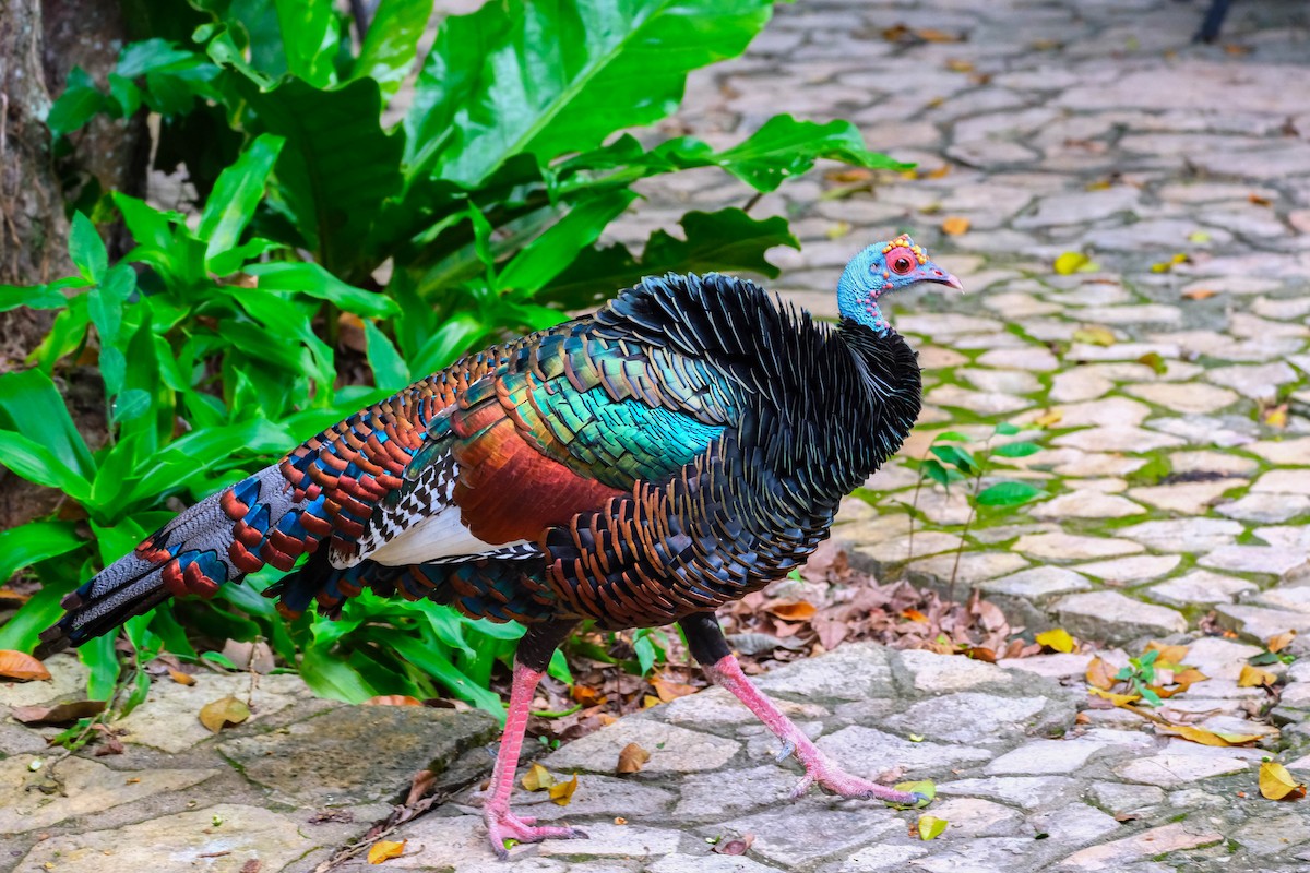 Ocellated Turkey - ML644403729