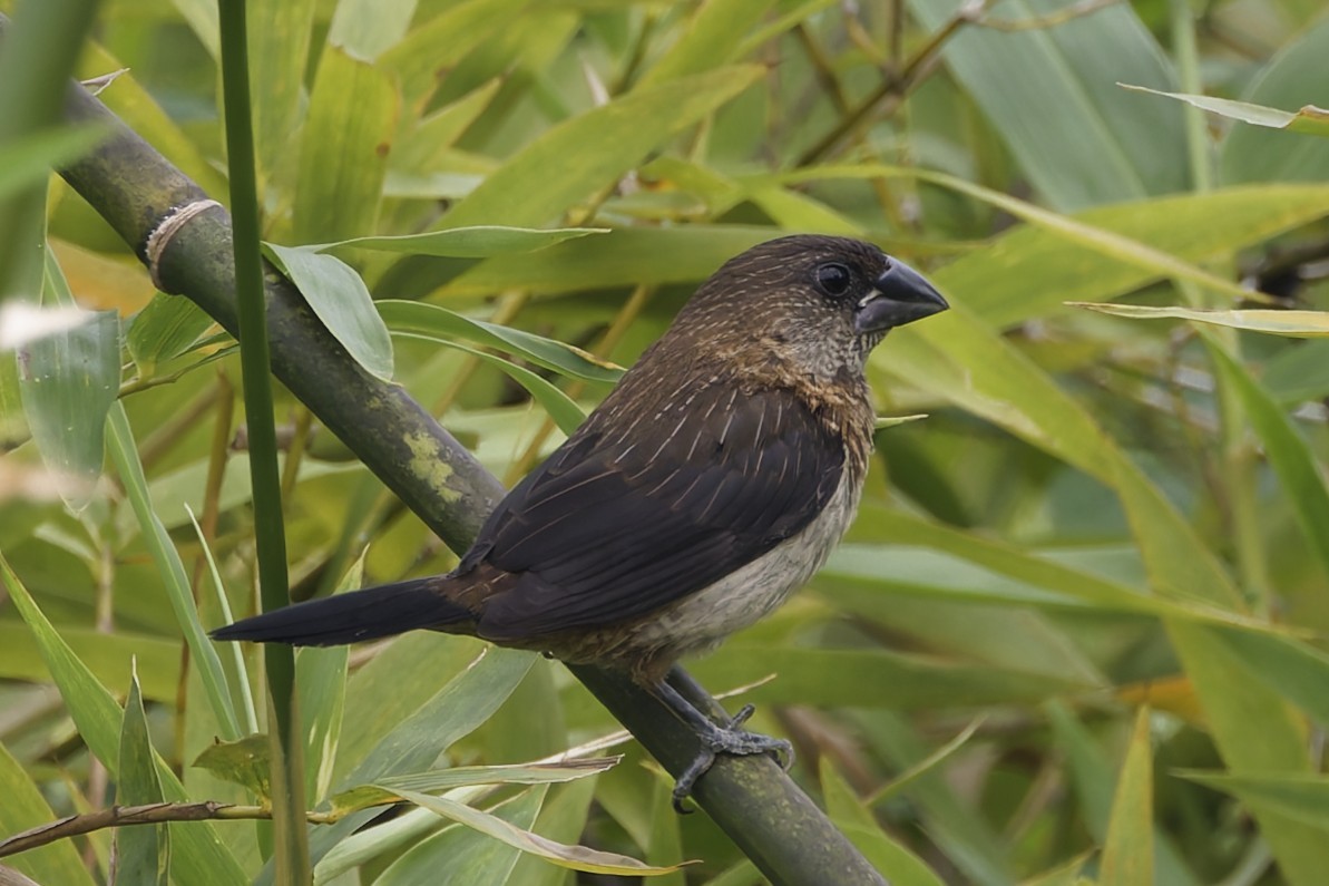 hvitgumpnonne - ML644403730