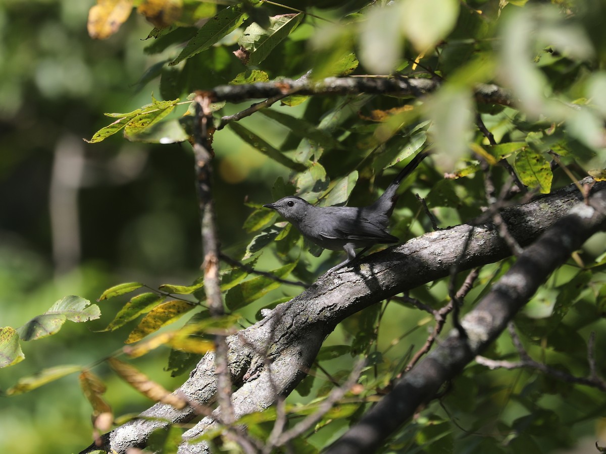 Moqueur chat - ML644403731