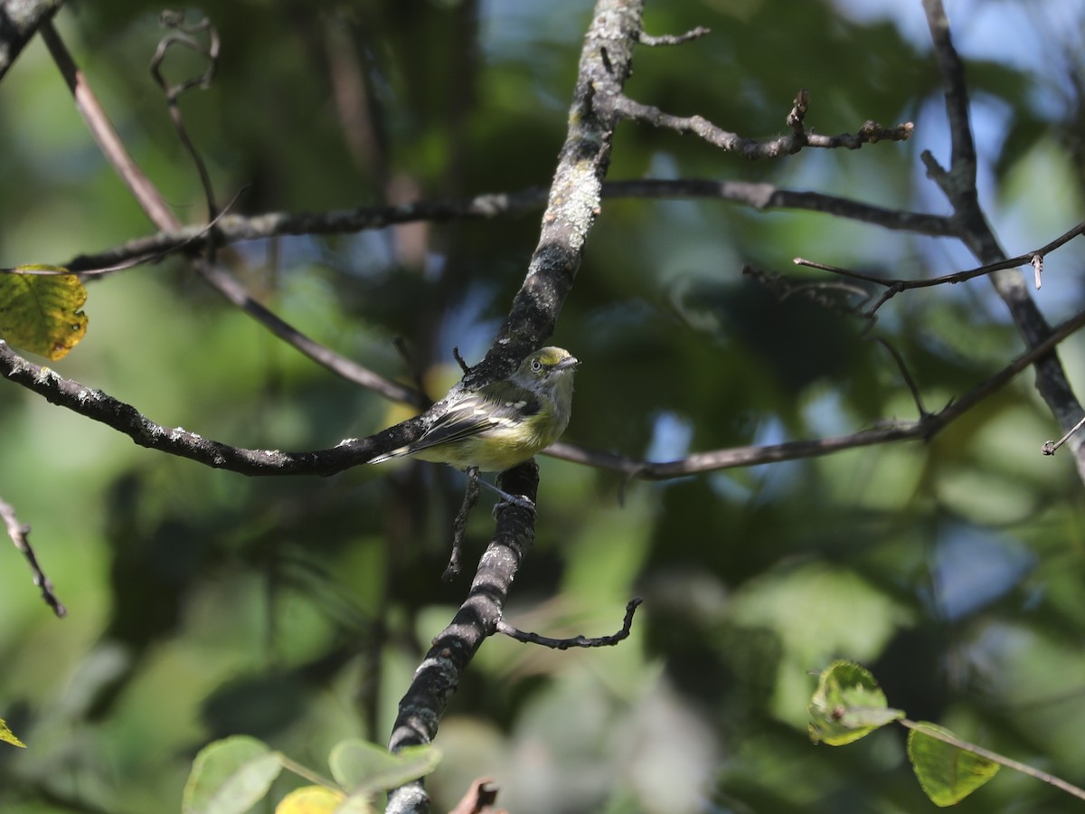 Белоглазый виреон - ML644403734