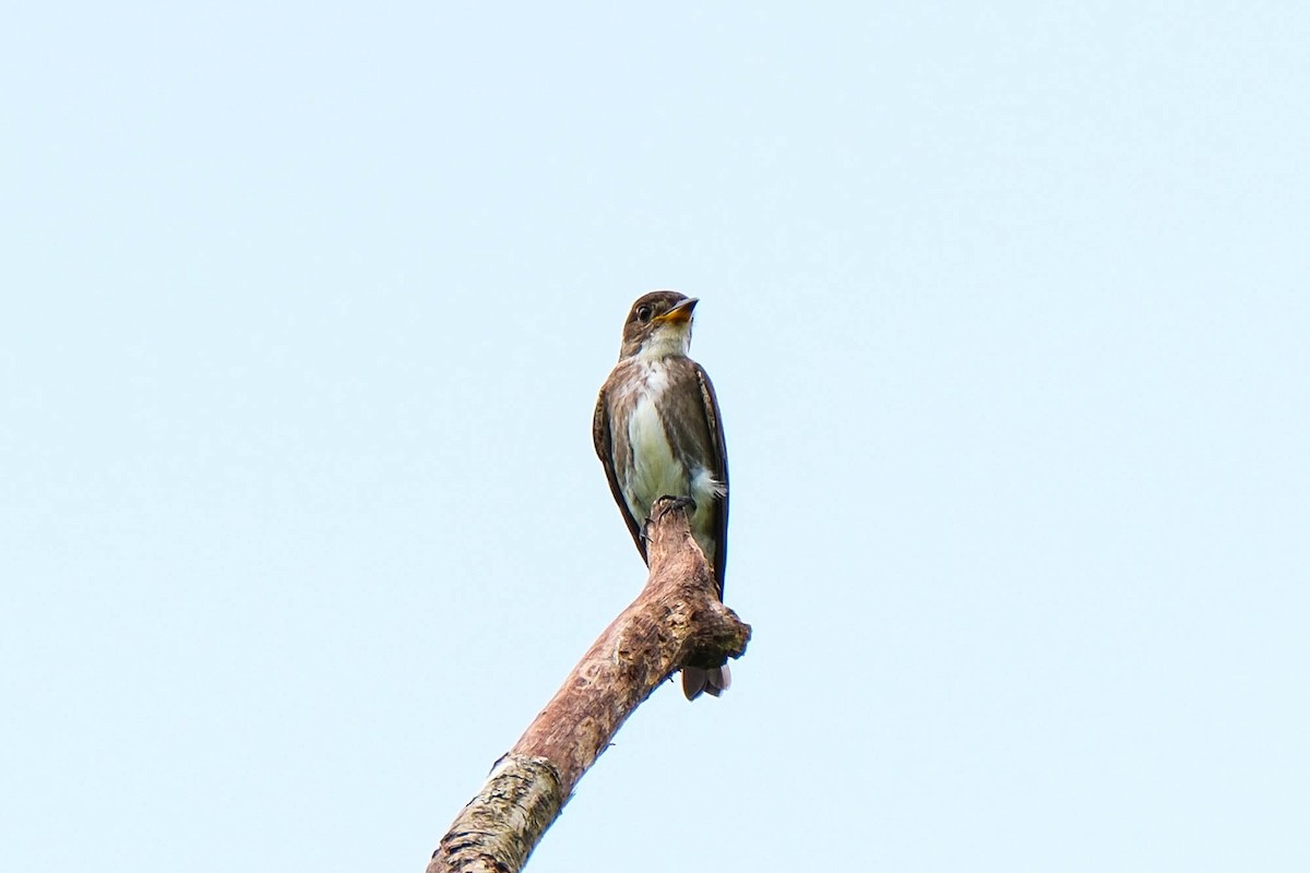 Olive-sided Flycatcher - ML644403735