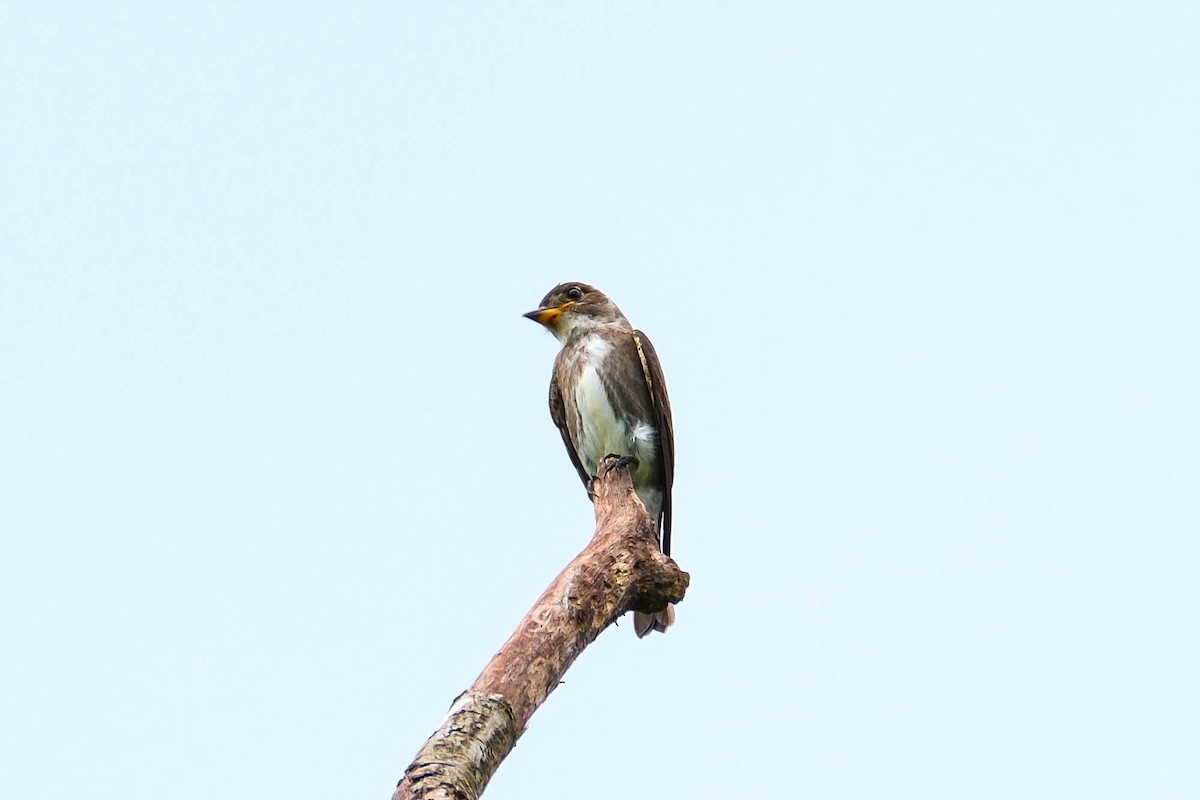Olive-sided Flycatcher - ML644403736