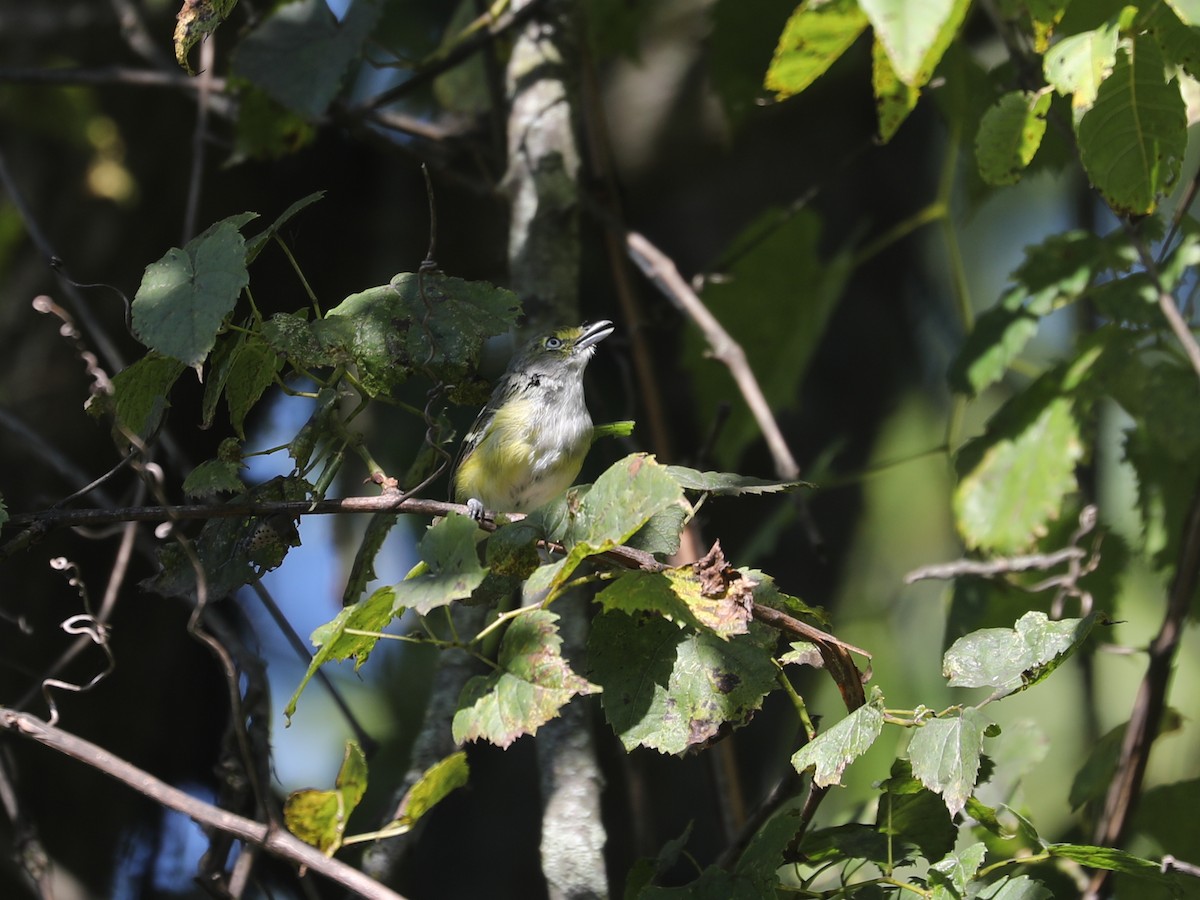 Белоглазый виреон - ML644403739