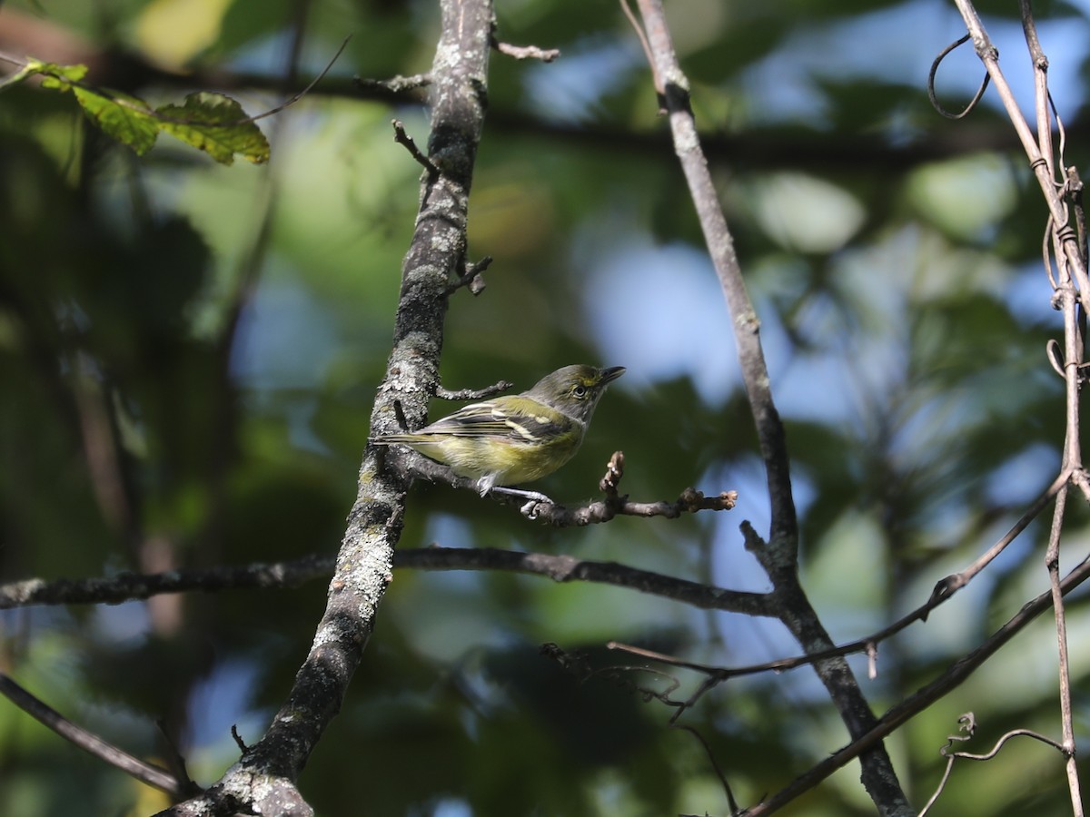 Белоглазый виреон - ML644403740