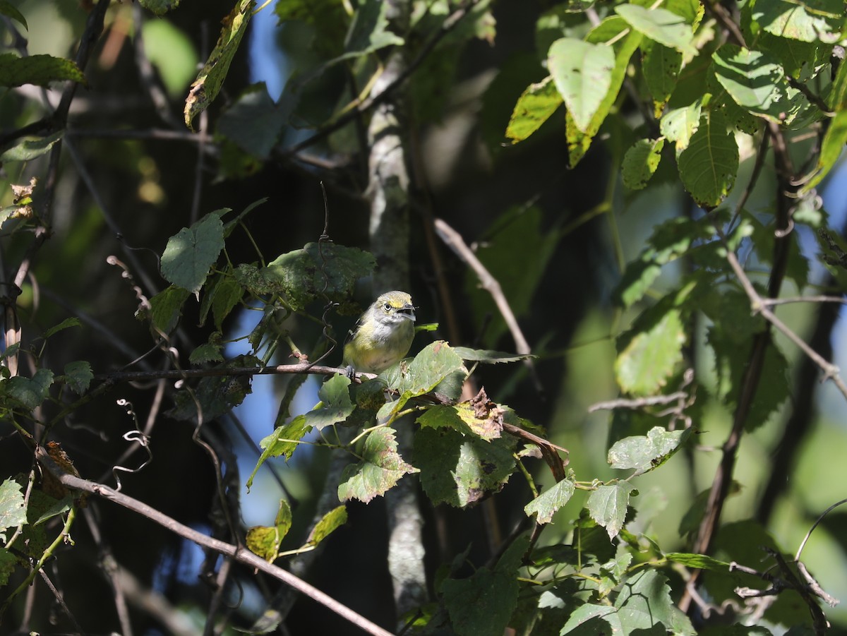 Белоглазый виреон - ML644403741