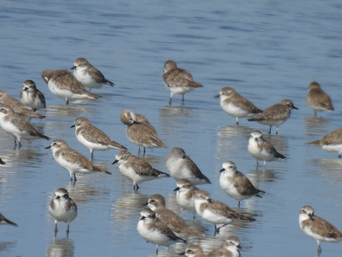 Tibetan Sand-Plover - ML644403757
