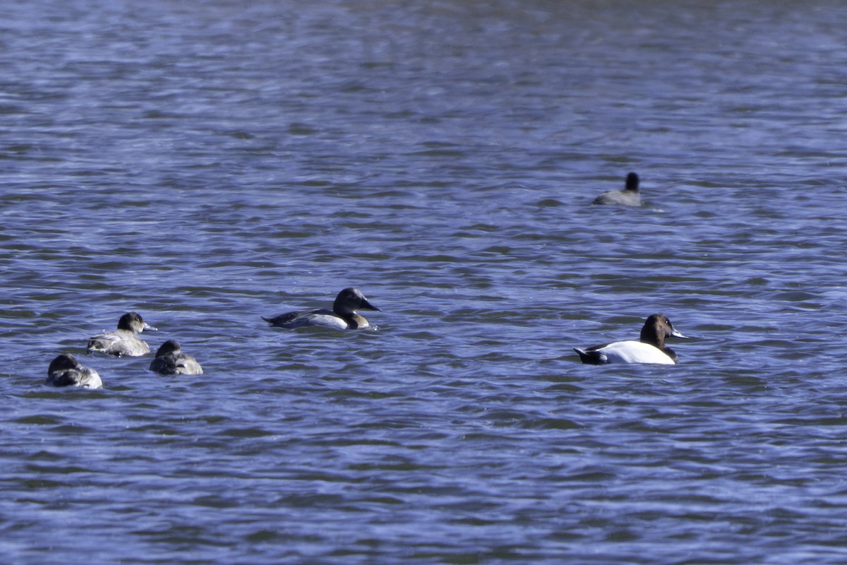 Canvasback - ML644403762