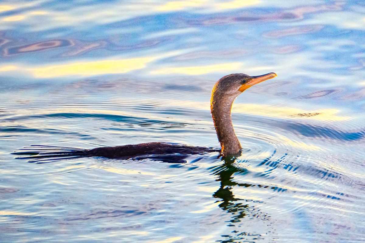 flodskarv - ML644403764