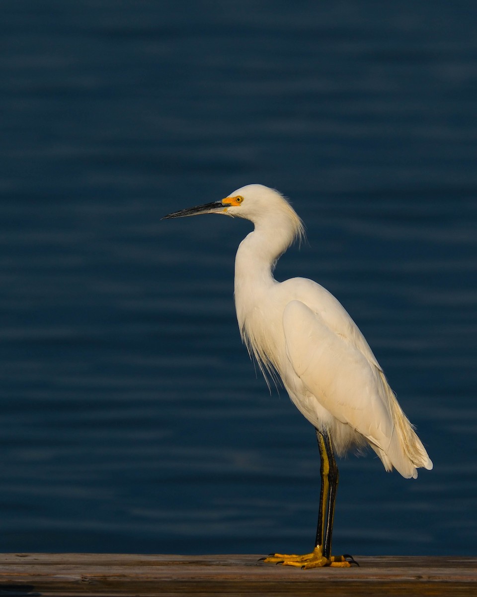 ユキコサギ - ML644403766