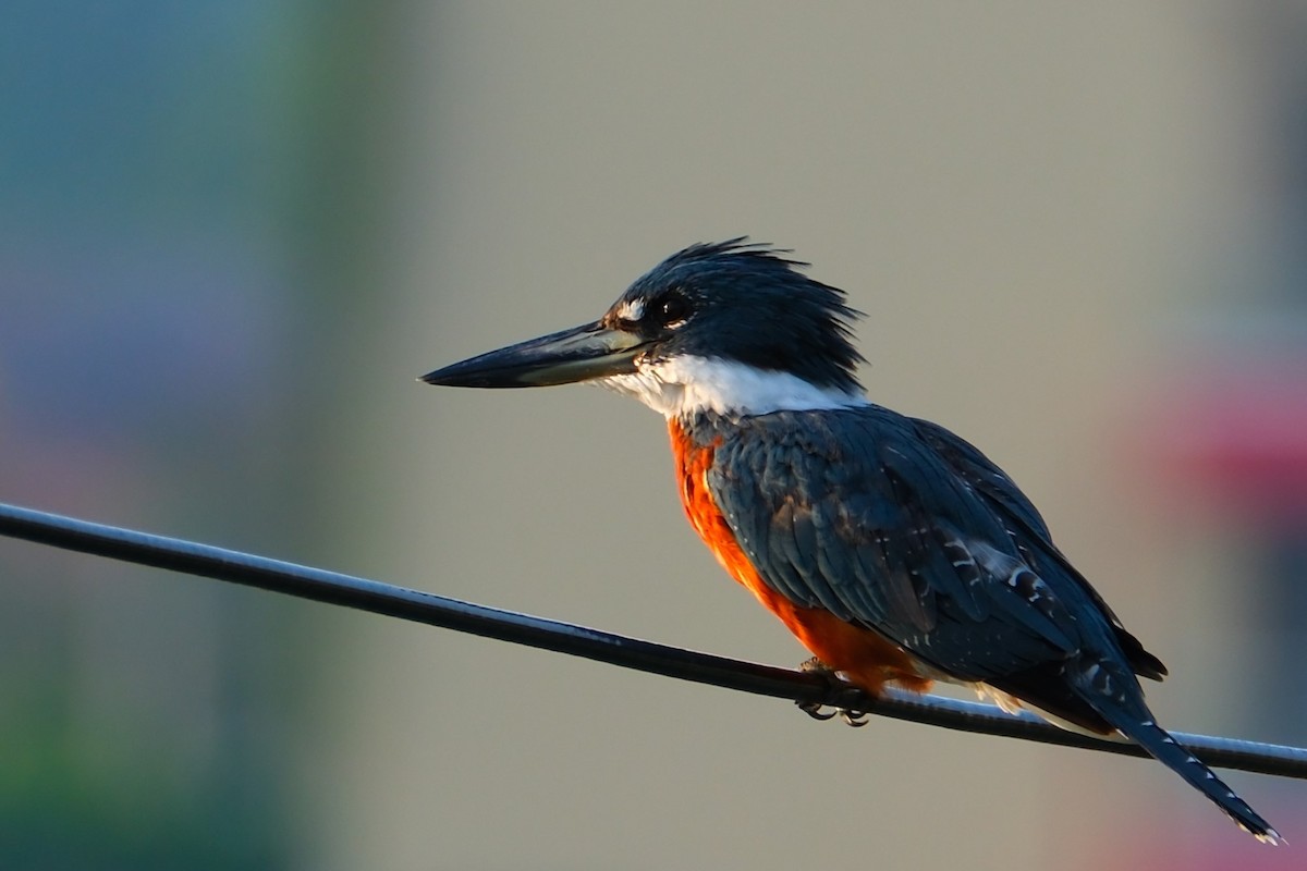 rybařík obojkový - ML644403771