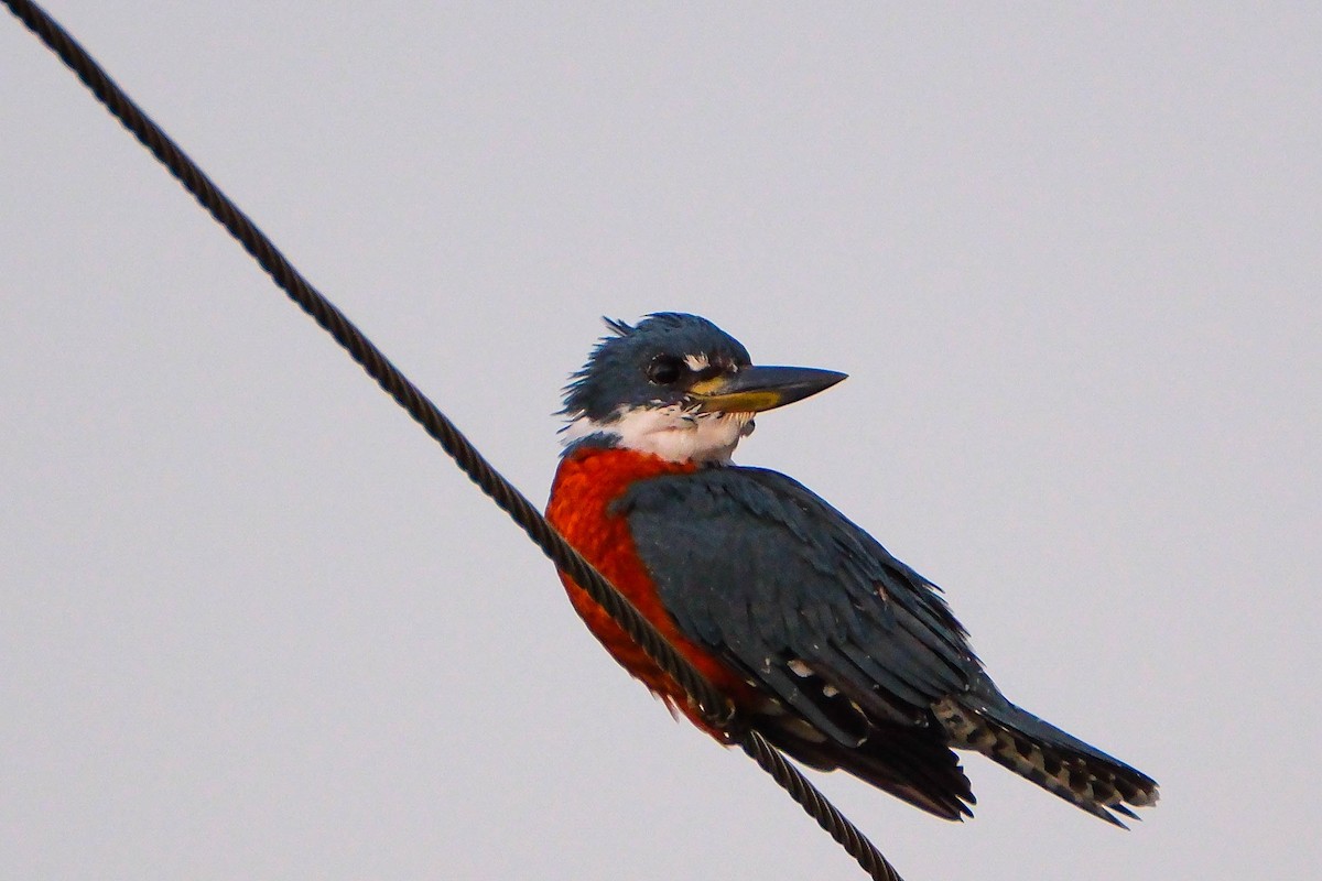 rybařík obojkový - ML644403772