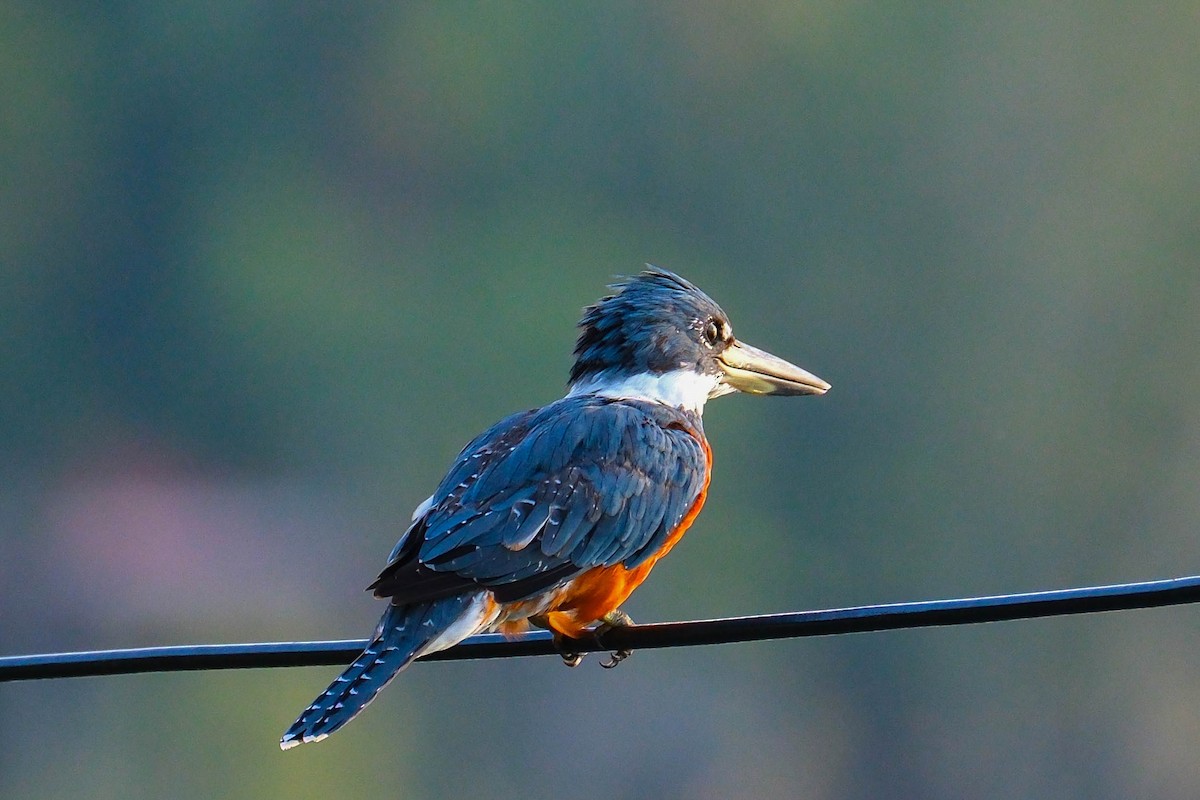 rybařík obojkový - ML644403773