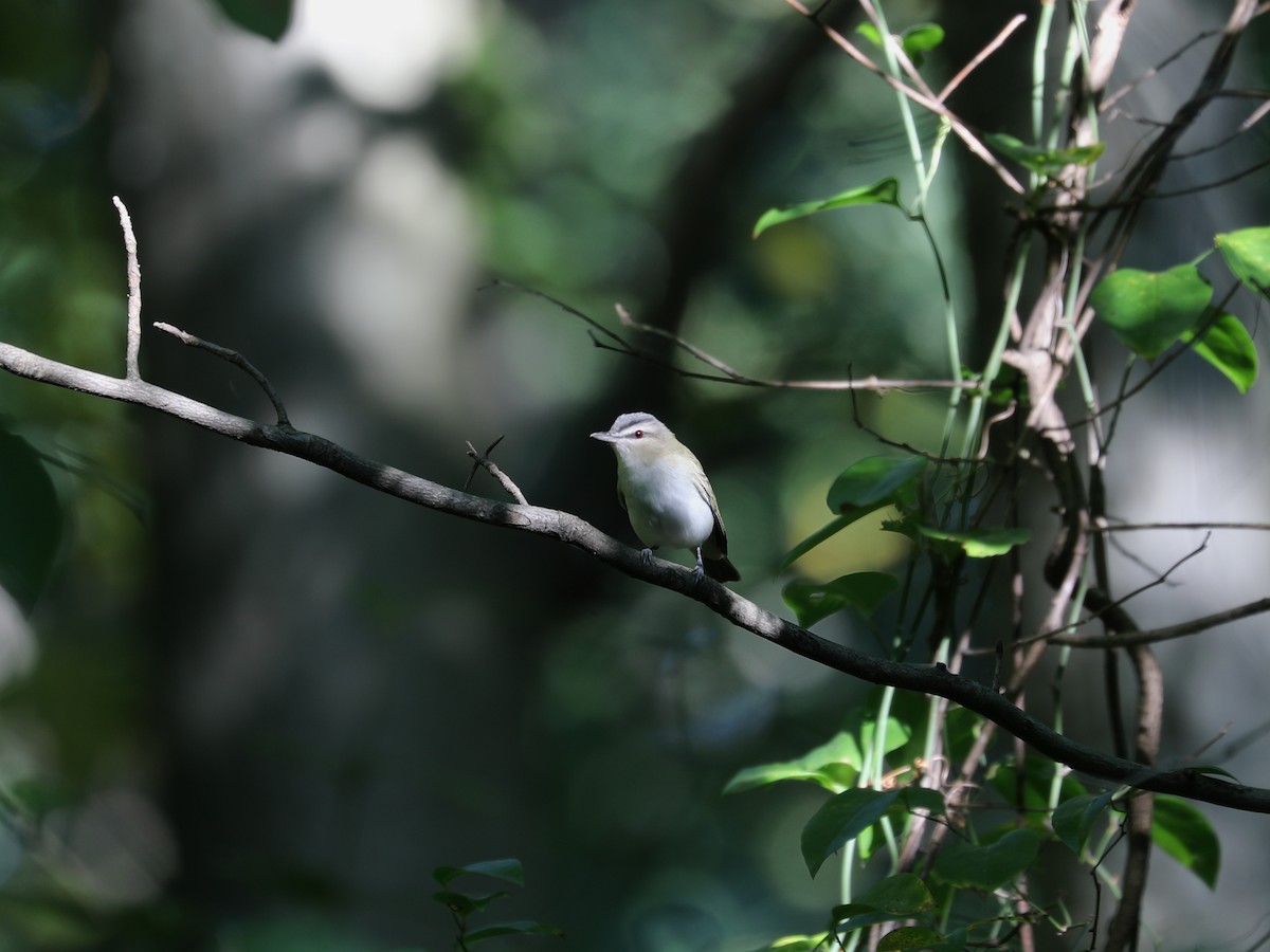 Red-eyed Vireo - ML644403774