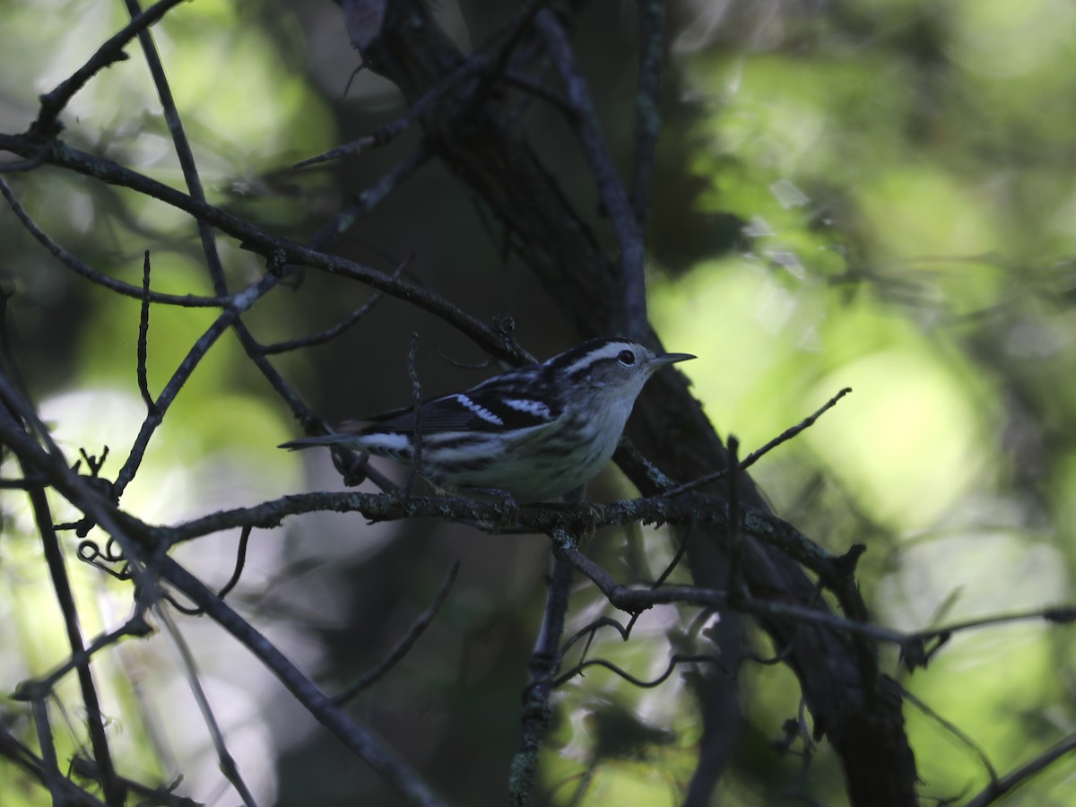 Black-and-white Warbler - ML644403778