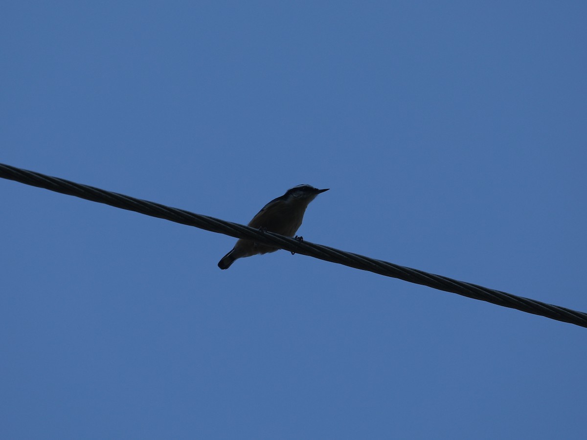 Red-breasted Nuthatch - ML644403781