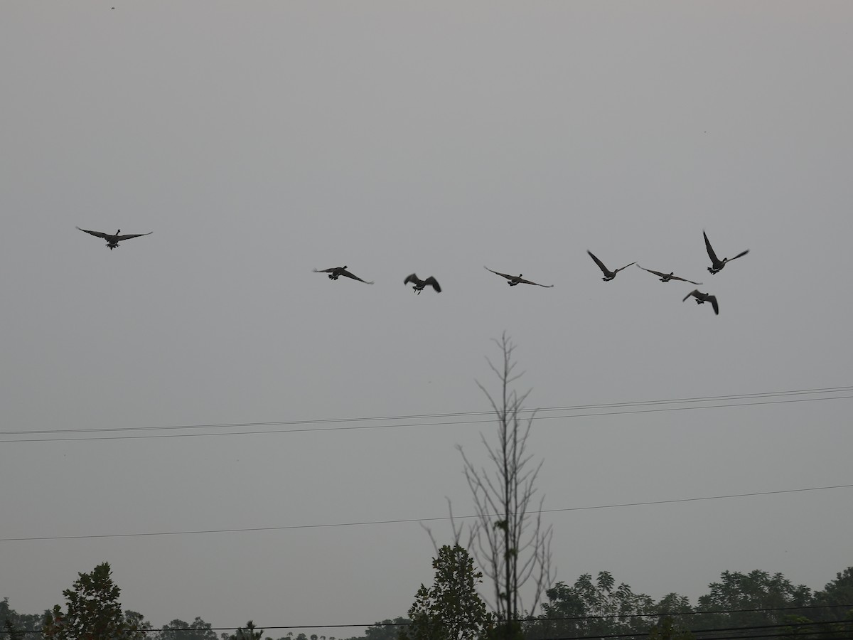 Казарка канадська - ML644403814