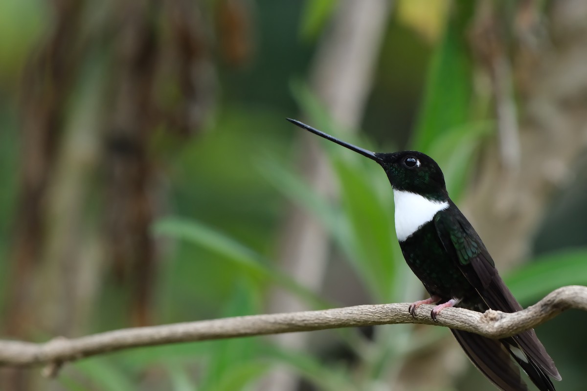 Collared Inca - ML644403819