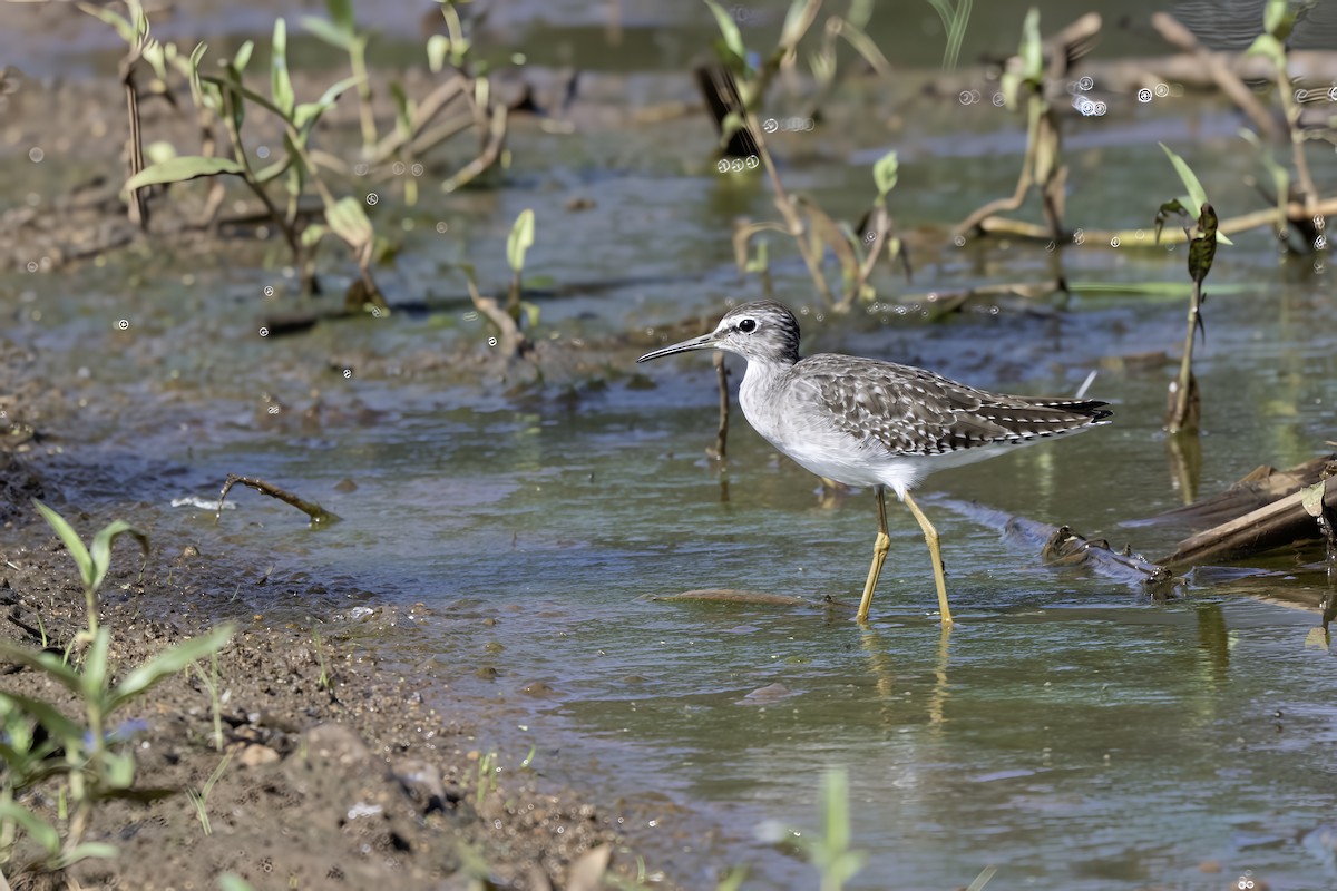 Шугуйн хөгчүү - ML644403843