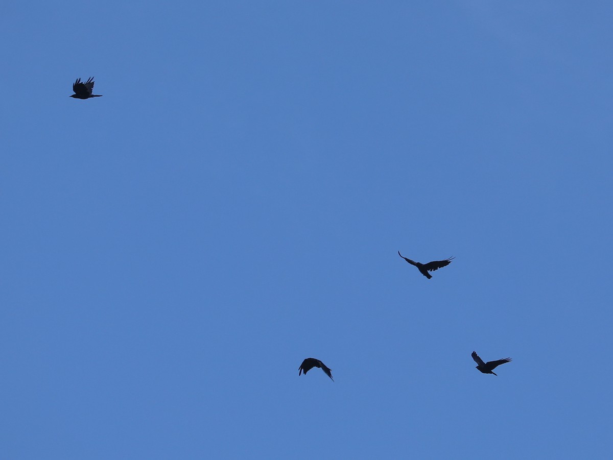 Balıkçı Karga - ML644403857