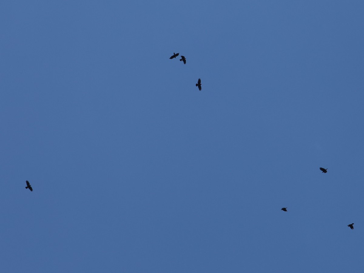 Balıkçı Karga - ML644403859