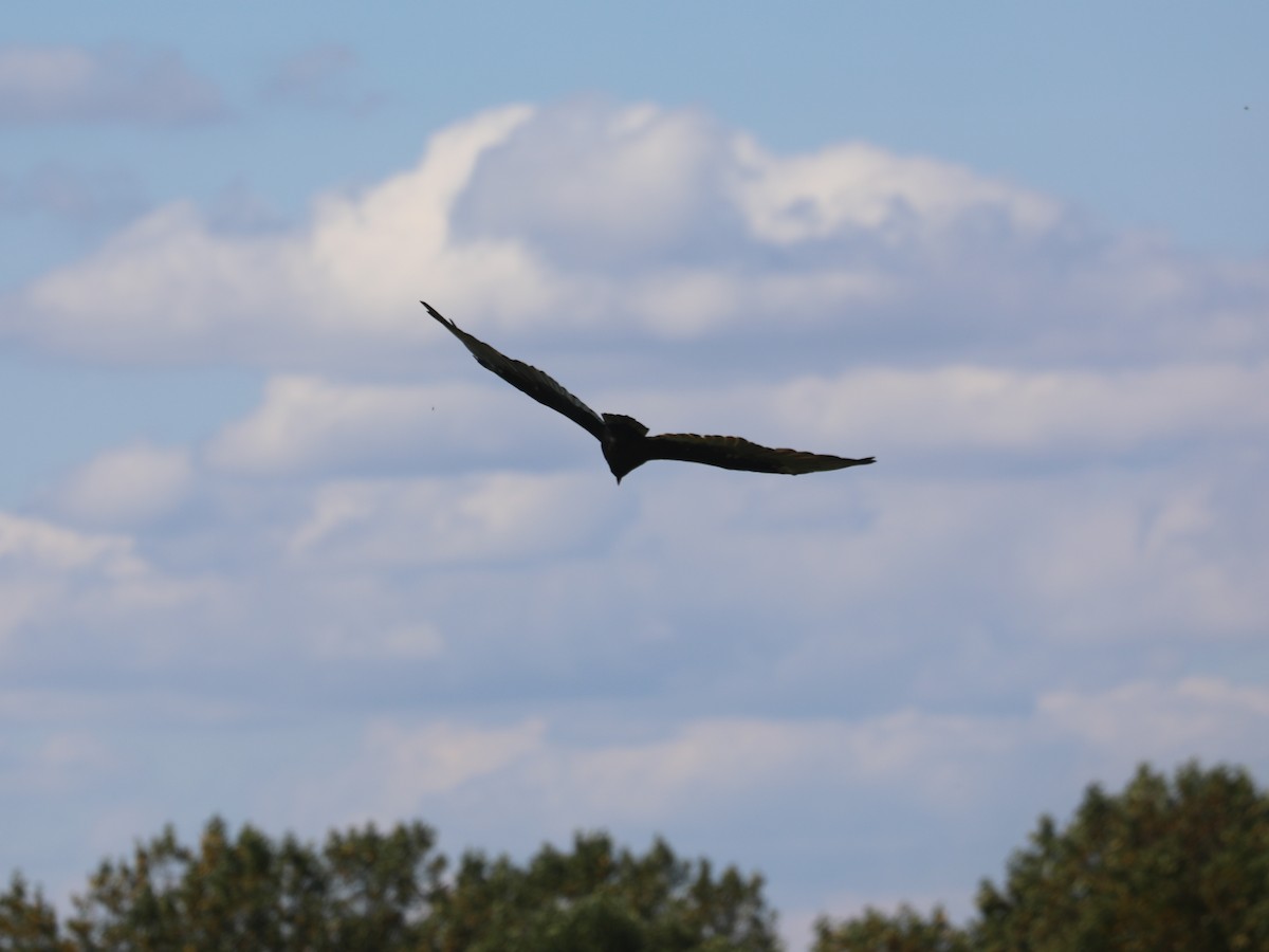 Turkey Vulture - ML644403863