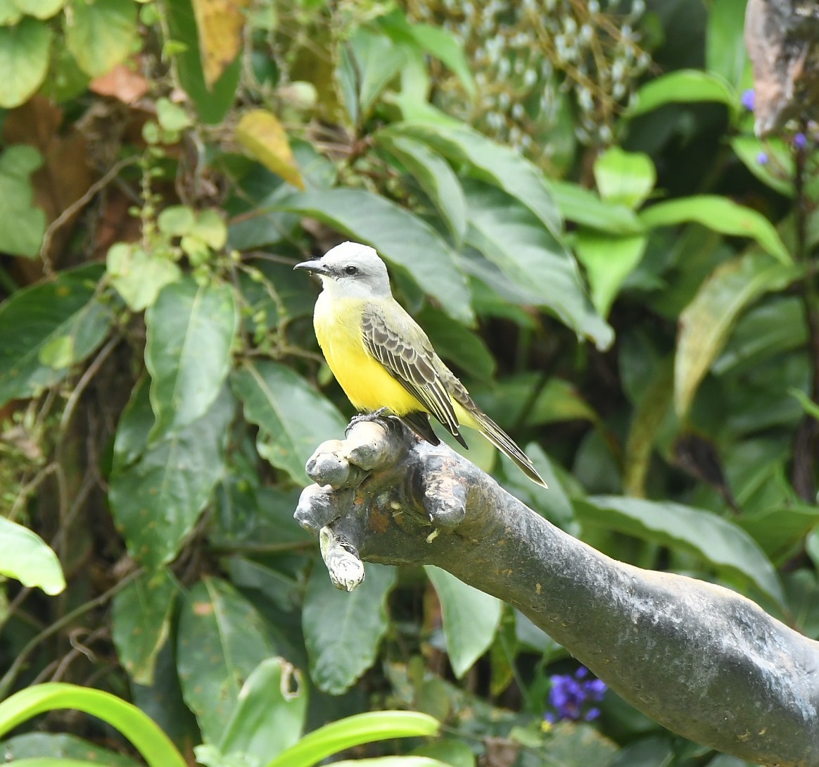 tropekongetyrann - ML644403872