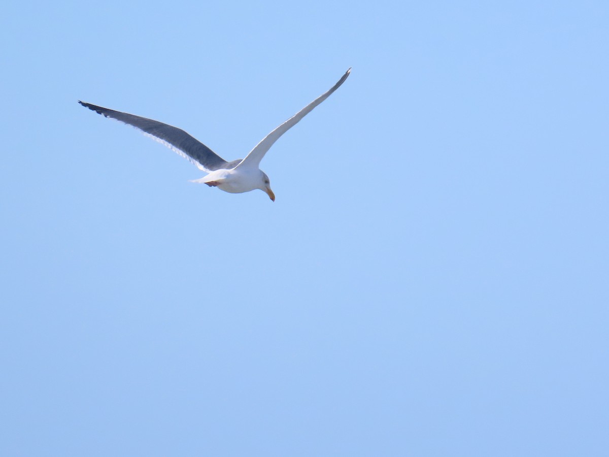 kaliforniasvartbak - ML644403897