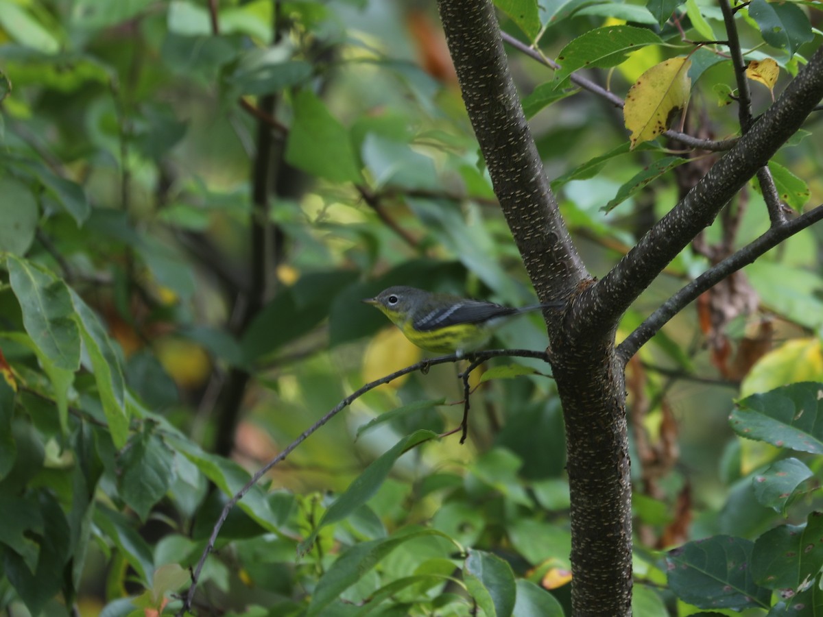 Magnolia Warbler - ML644403900