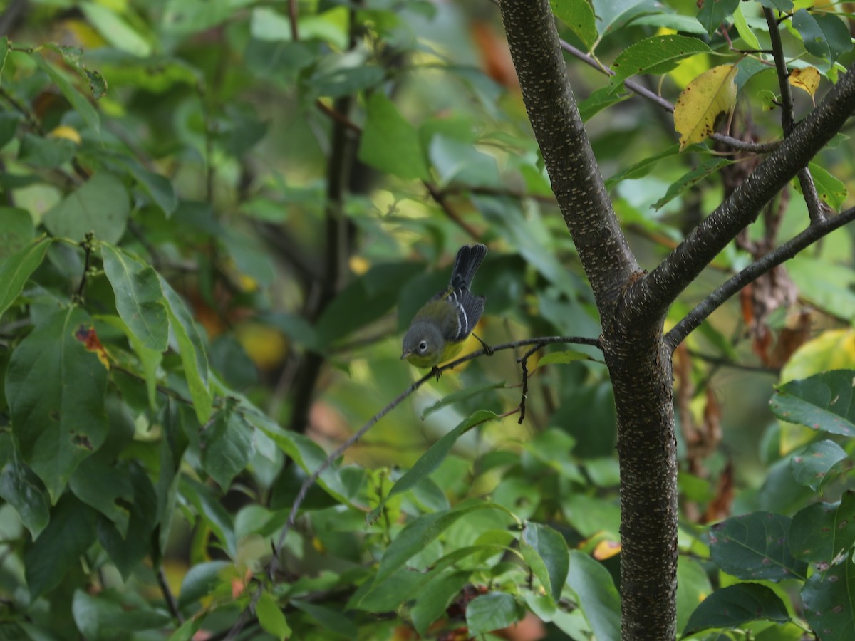 Magnolia Warbler - ML644403901