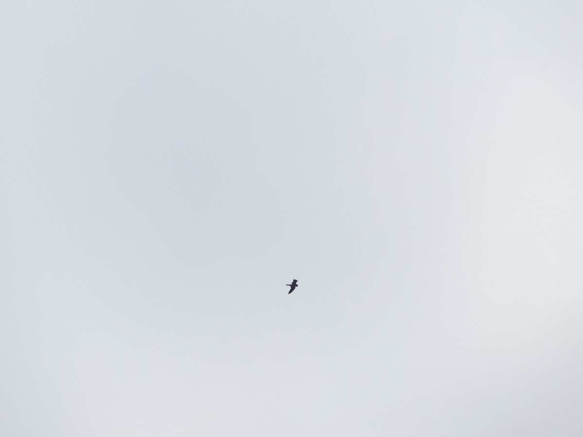 Amur Falcon/Eurasian Hobby - ML644403902