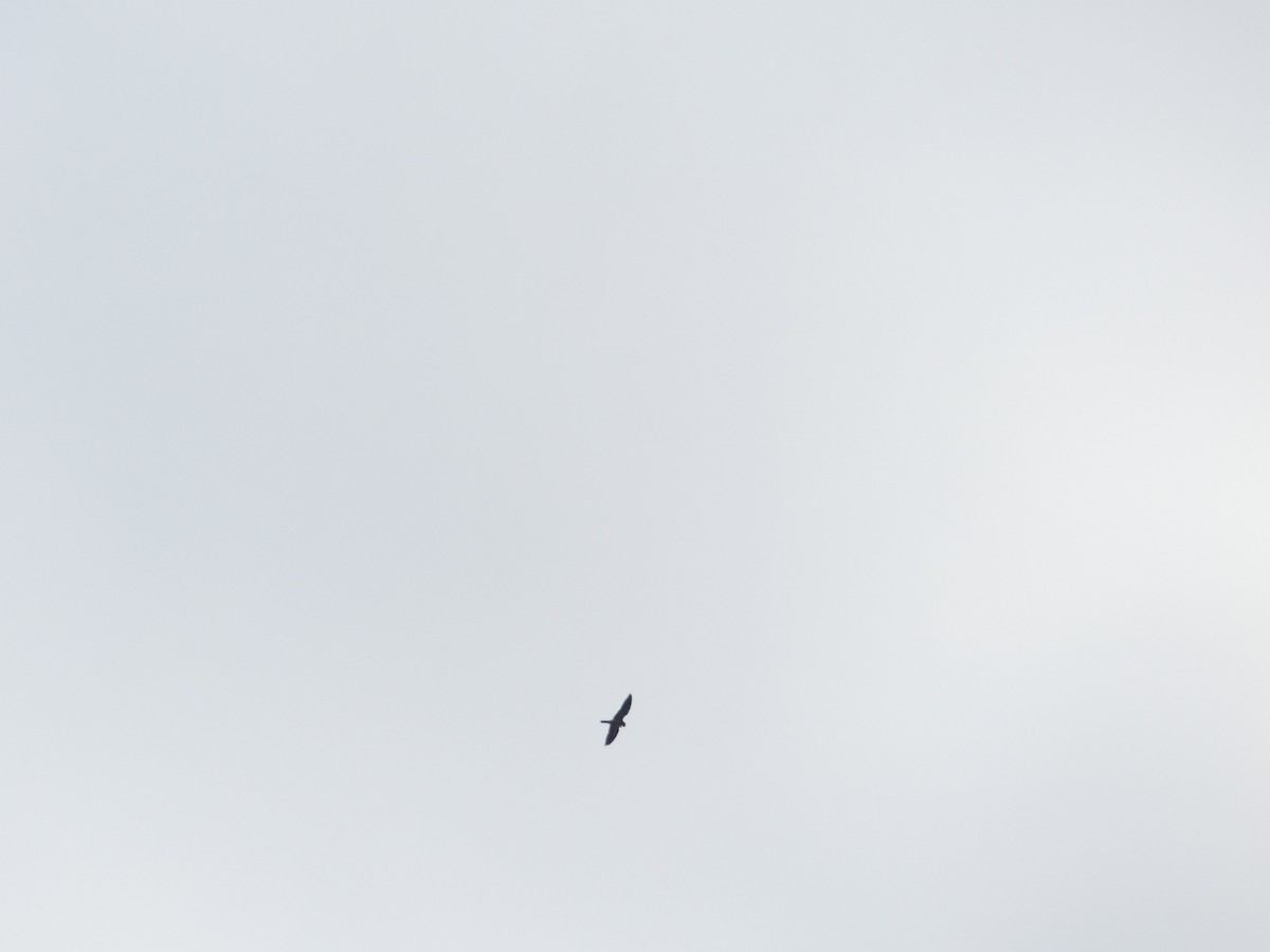 Amur Falcon/Eurasian Hobby - ML644403903