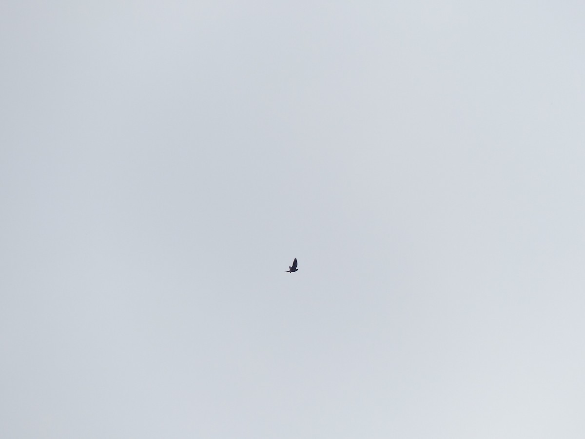 Amur Falcon/Eurasian Hobby - ML644403904