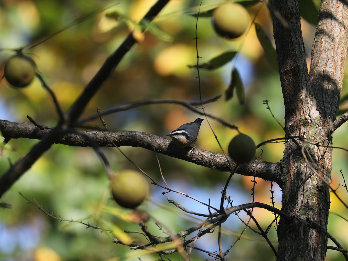 Red-breasted Nuthatch - ML644403906