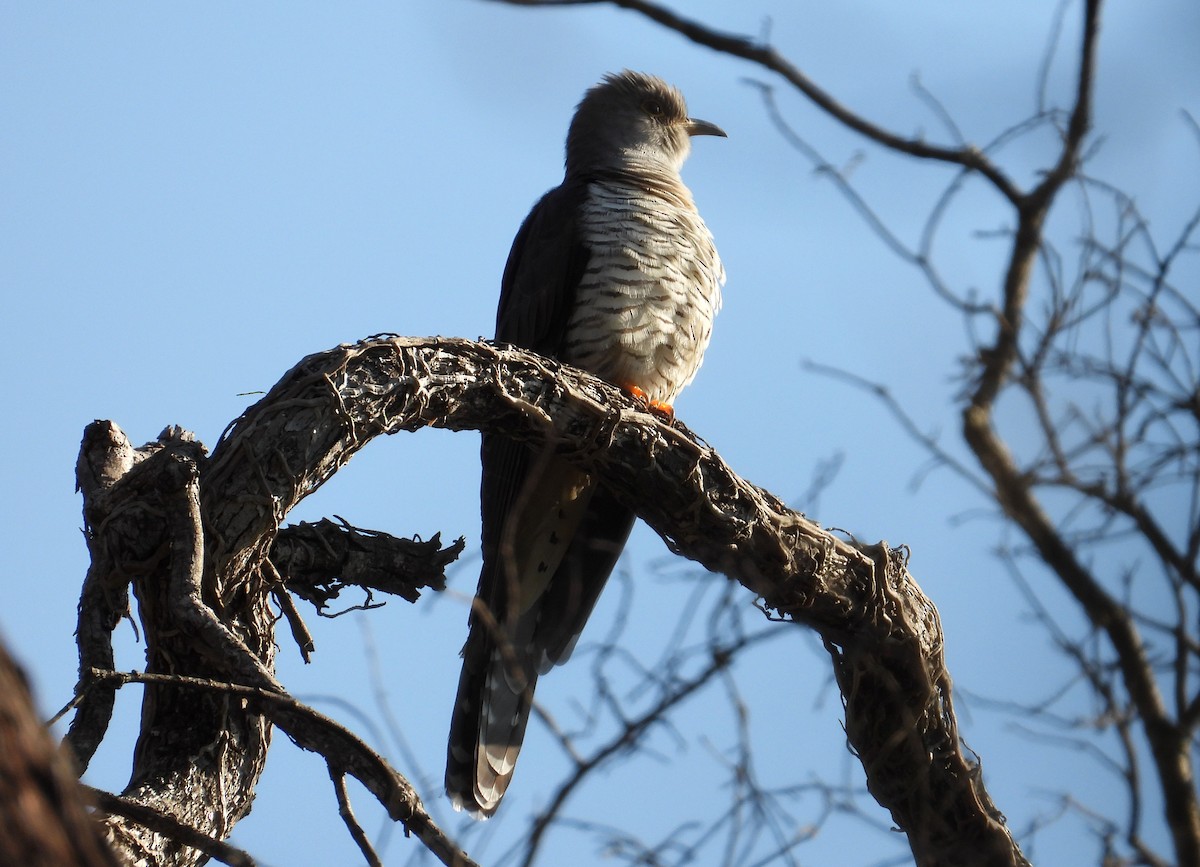 Madagascar Cuckoo - ML644403908