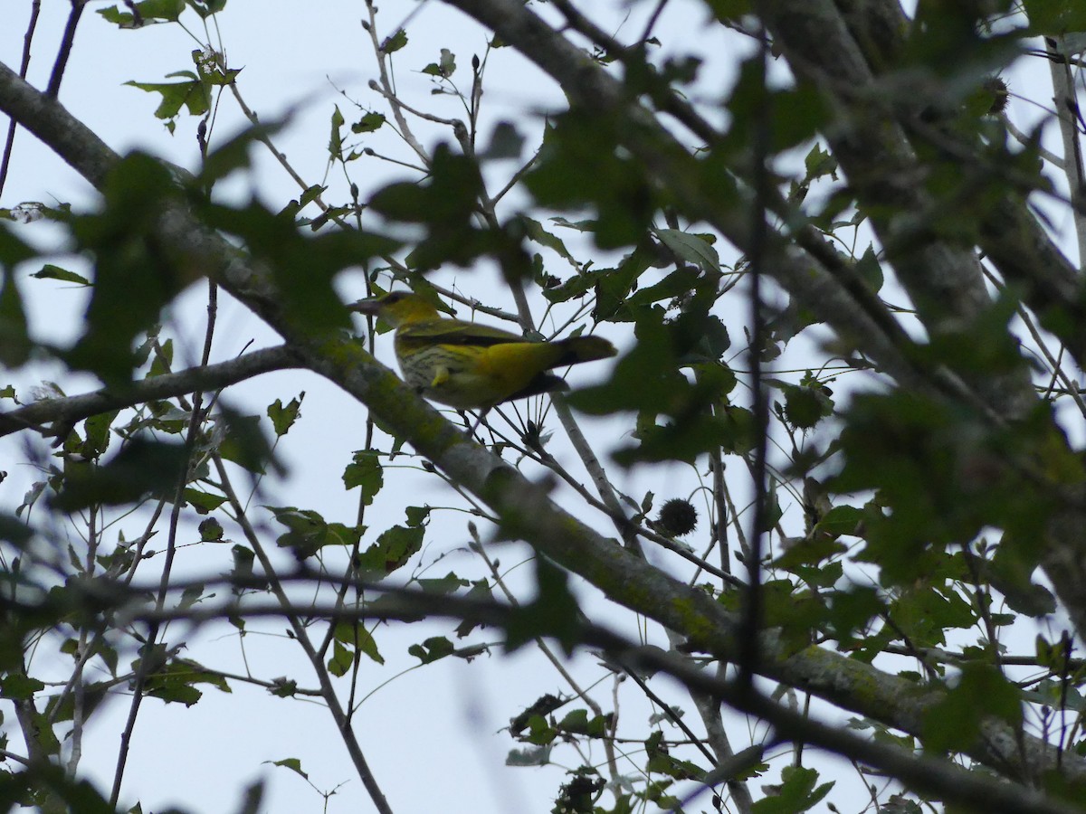 Black-naped Oriole - ML644403910