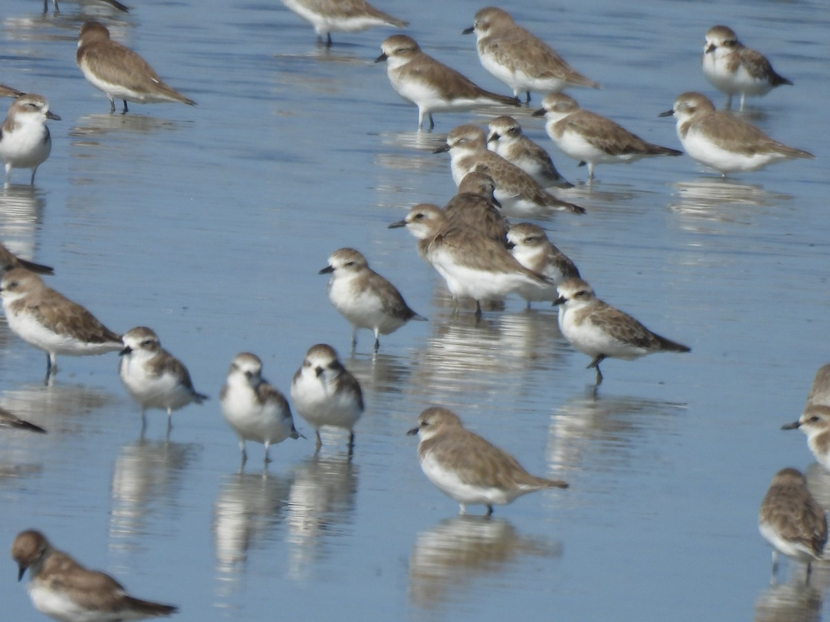 Tibetan Sand-Plover - ML644403914