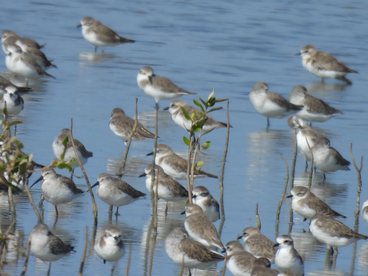 Tibetan Sand-Plover - ML644403927