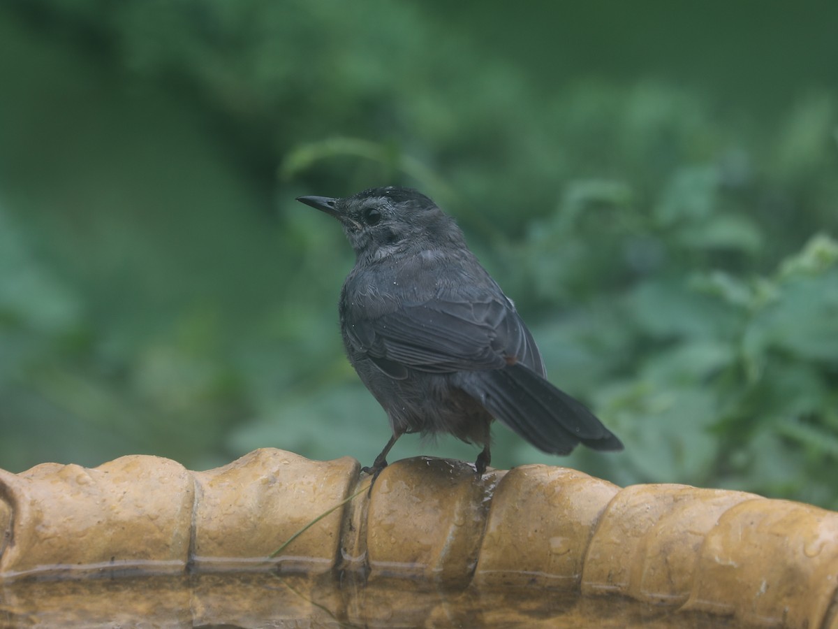 Moqueur chat - ML644403930